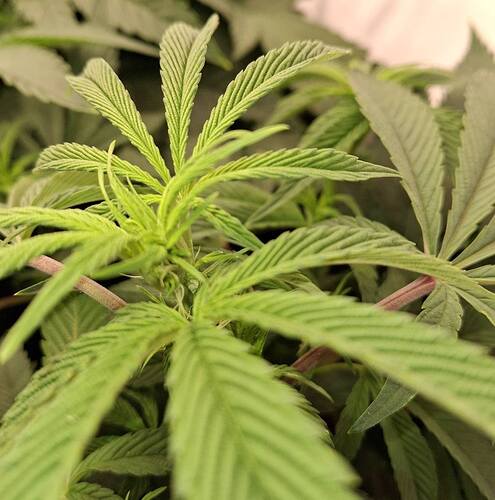Growreport Bild 13