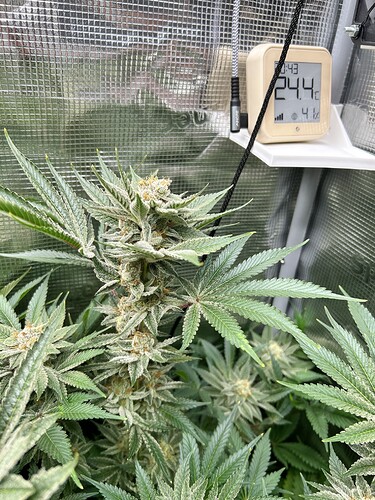 Eine blühende Cannabispflanze mit dichten, harzigen Blütenständen und breiten Blättern, die in einer Growbox wächst. Ein digitales Thermometer zeigt 24,4°C und 41% Luftfeuchtigkeit an.