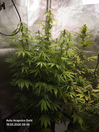 Eine Cannabis-Pflanze in der Blütephase in einem Grow-Zelt mit AC Infinity Branding.