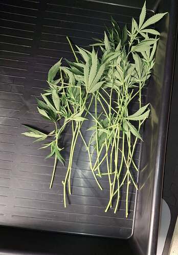 Growreport Bild 5
