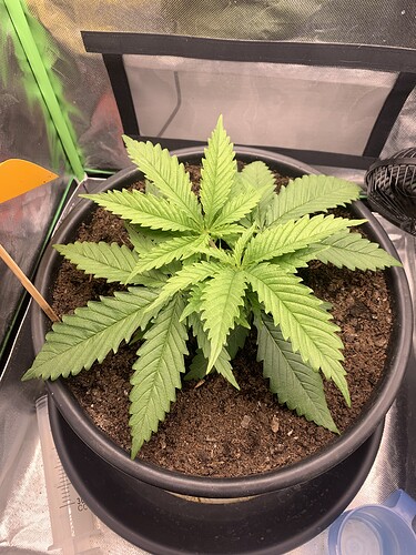 Growreport Bild 3