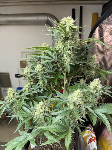 Growreport Bild 12