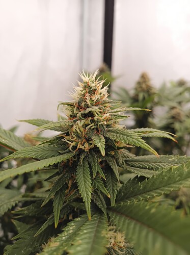 Growreport Bild 68