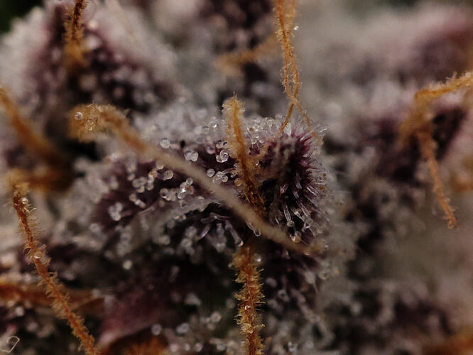 Growreport Bild 63