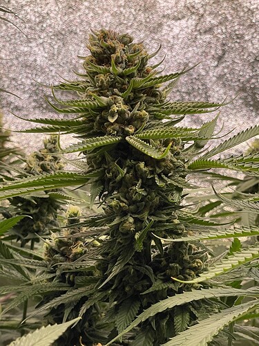 Growreport Bild 17