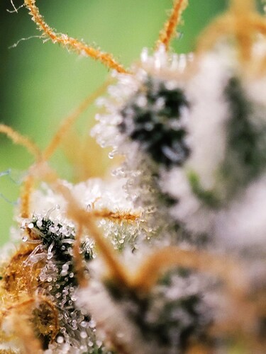 Growreport Bild 21