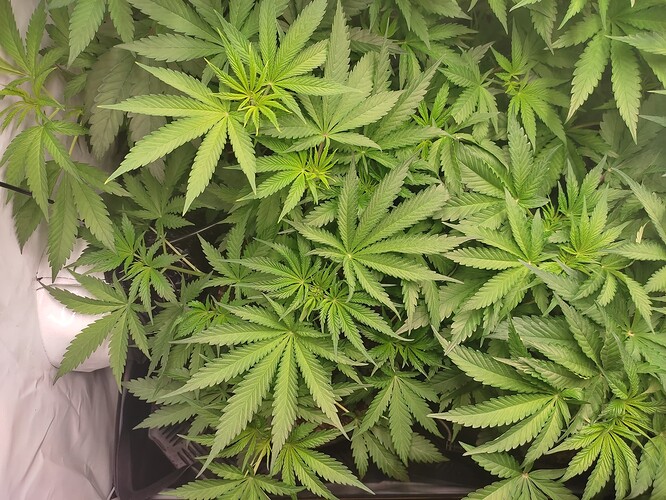 Growreport Bild 12
