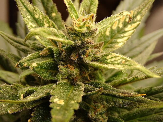 Growreport Bild 8