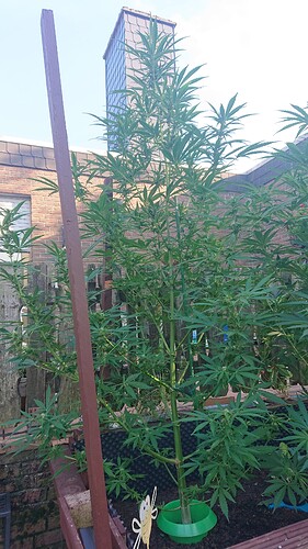Growreport Bild 5