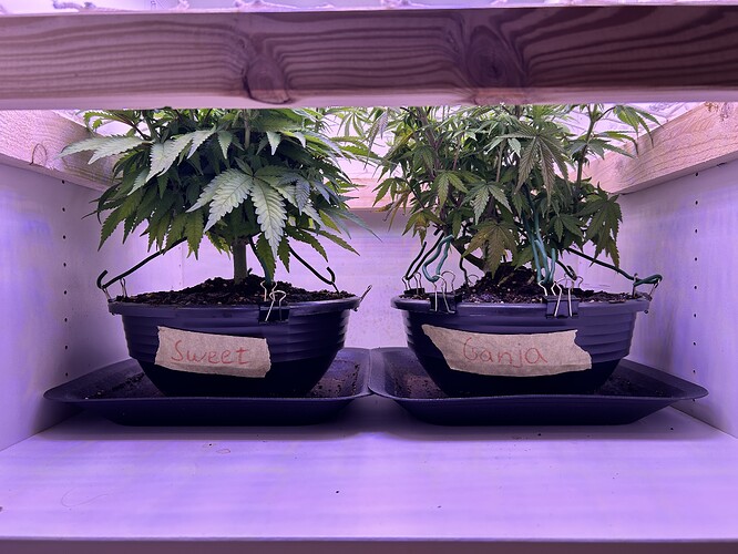 Zwei Cannabis-Pflanzen in schwarzen Töpfen, die mit Klebeband beschriftet sind, stehen in einem Schrank unter einem Netz.