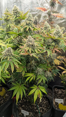 Eine blühende Cannabispflanze mit mehreren dichten Blütenständen und breiten Blättern, die Anzeichen von Nährstoffmangel oder Verbrennungen aufweisen.