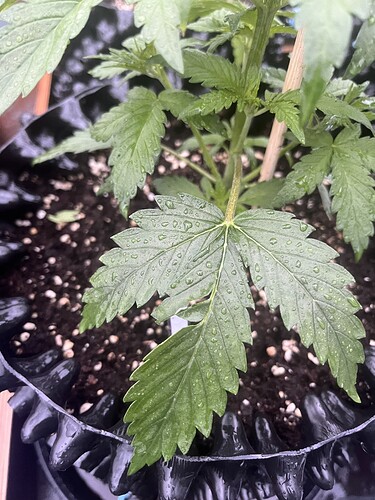 Growreport Bild 3