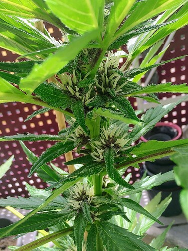 Growreport Bild 5