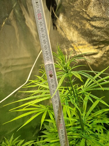 Eine junge Cannabispflanze wird mit einem Maßband gemessen, das etwa 120 cm anzeigt.