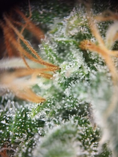 IMG_20250303_163806 - Kopie