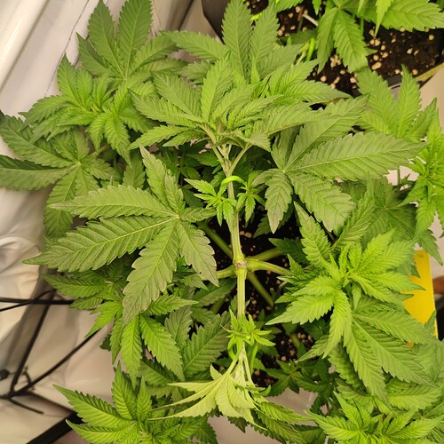 Growreport Bild 29