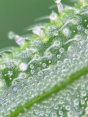 Growreport Bild 17