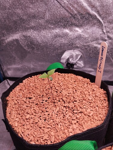 IMG_20241123_181558 - Kopie