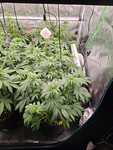 Growreport Bild 9