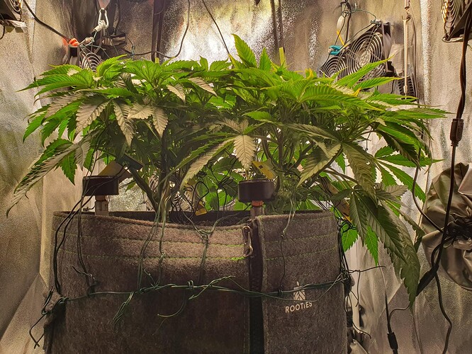 Growreport Bild 3