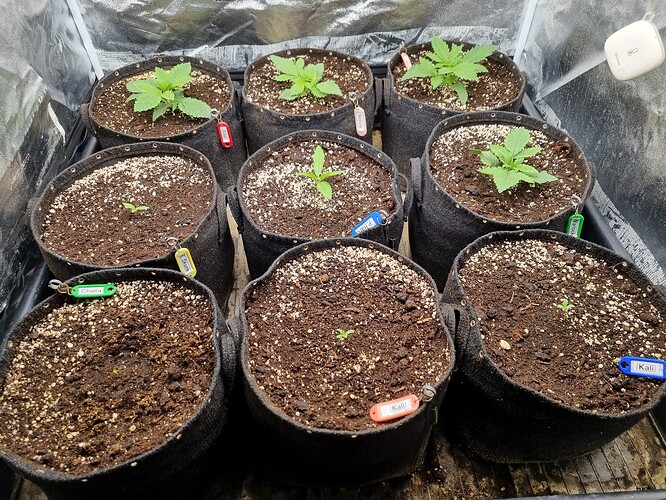 Mehrere kleine Cannabispflanzen in Vlies-Töpfen, einige mit Namensschildern.