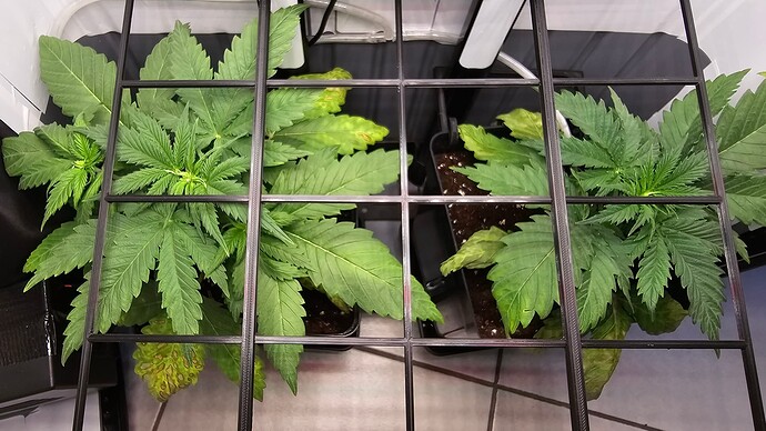 Growreport Bild 5