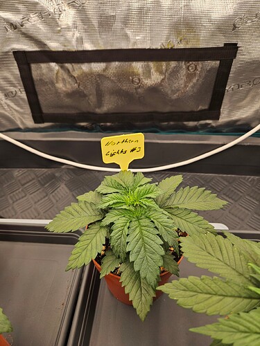 Growreport Bild 54
