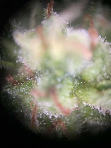 Growreport Bild 2