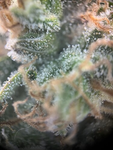 Growreport Bild 15