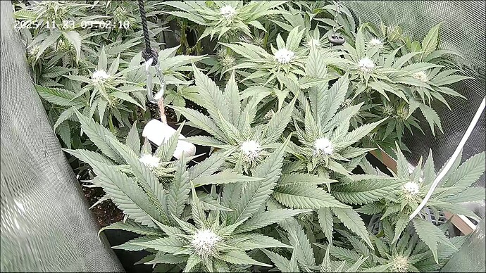 Growreport Bild 39