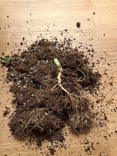 Growreport Bild 26