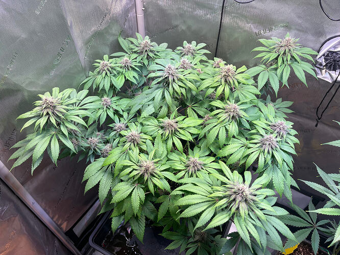 Growreport Bild 2