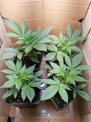 Lucky Hemp LT16