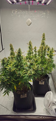 Growreport Bild 2