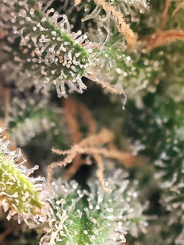 Growreport Bild 80