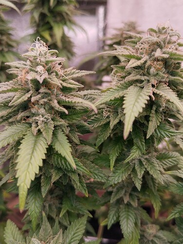 Growreport Bild 6
