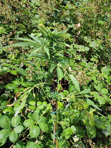 Growreport Bild 17