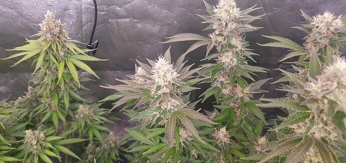 Growreport Bild 5