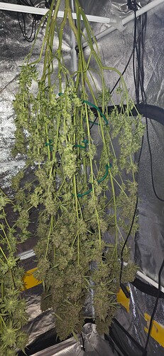 Growreport Bild 76