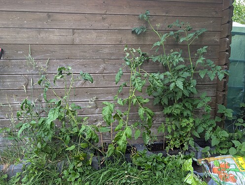 PXL_20250625_183515910