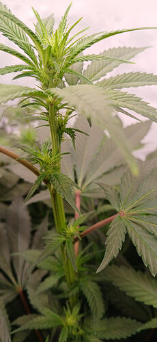 Growreport Bild 4