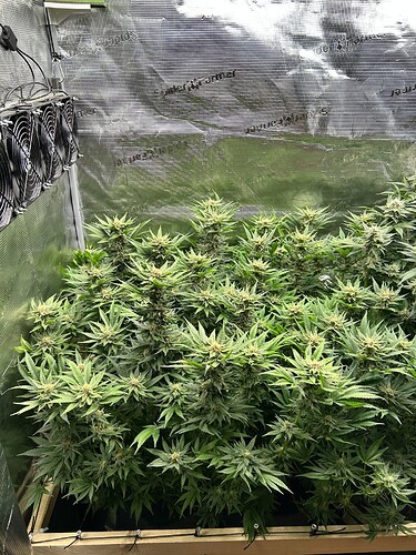 Mehrere blühende Cannabispflanzen in einem Growzelt, mit Lüftern an der linken Wand.