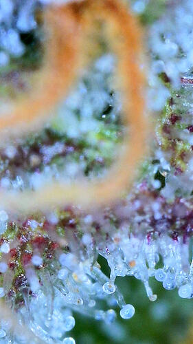 2026_01_29_18_24_33_917