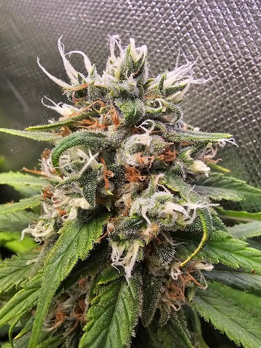 Growreport Bild 10