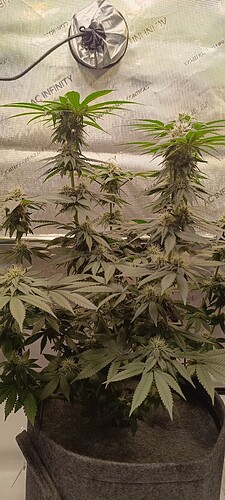 Growreport Bild 9