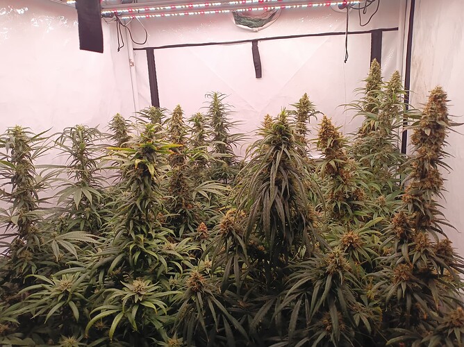 Growreport Bild 2