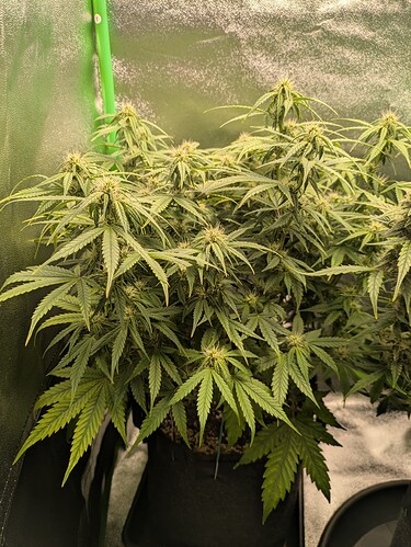 Growreport Bild 4