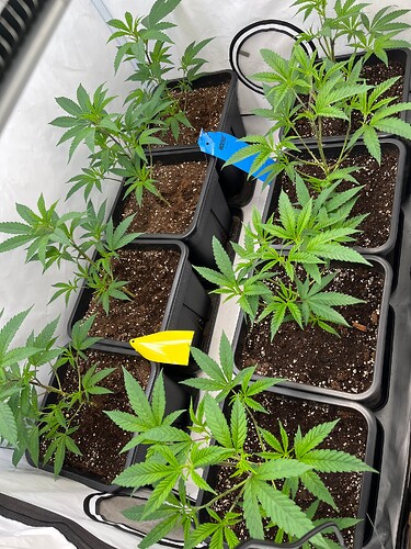 Growreport Bild 11