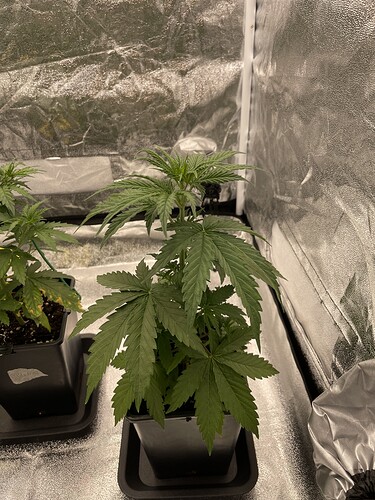 Growreport Bild 7