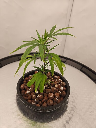 Growreport Bild 31